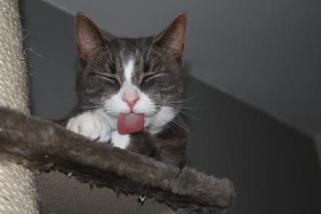 Katt visar tungan
