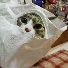 funny-cats-in-hiding-1