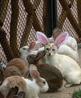 rabbit_cat