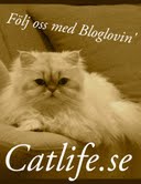 bloglovin