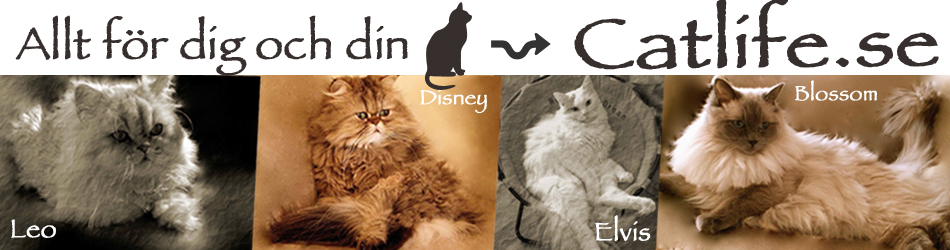 Catlife