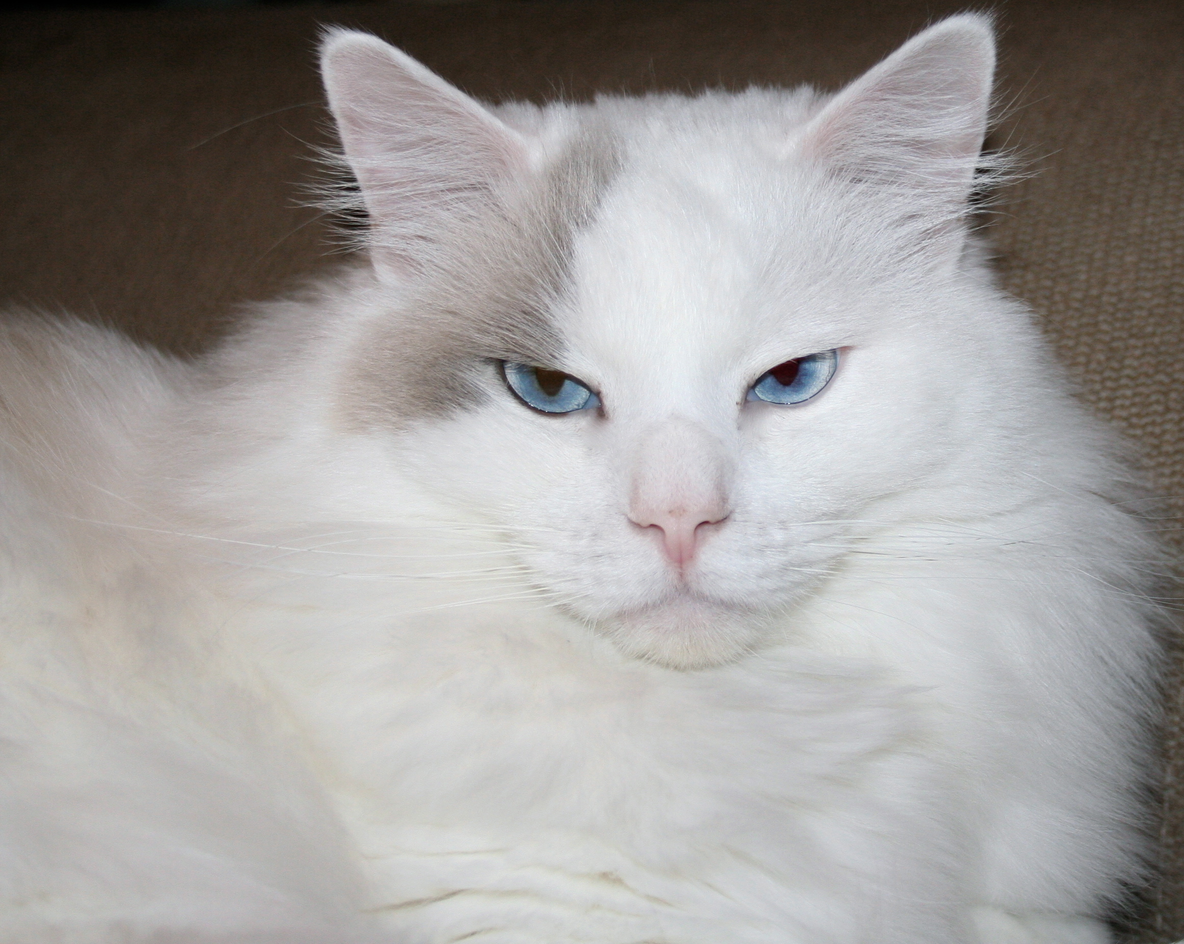 Catlife.se 
